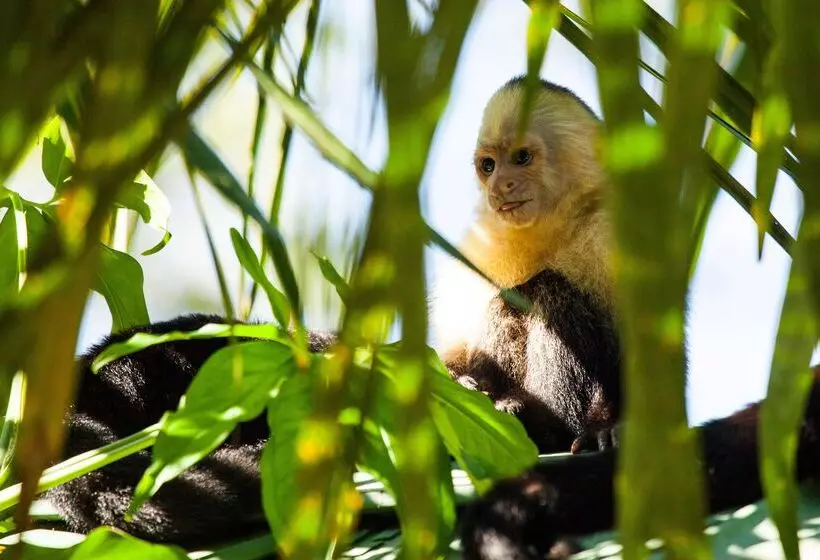 Arenas Del Mar Beachfront & Rainforest Resort Member Of The Cayuga Collection