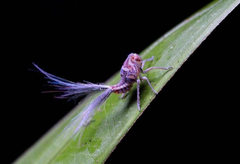 Arenas Del Mar Beachfront & Rainforest Resort Member Of The Cayuga Collection