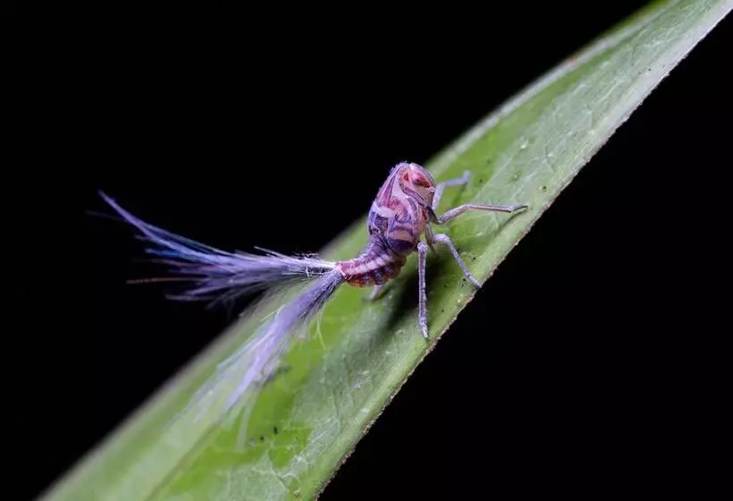 Arenas Del Mar Beachfront & Rainforest Resort Member Of The Cayuga Collection