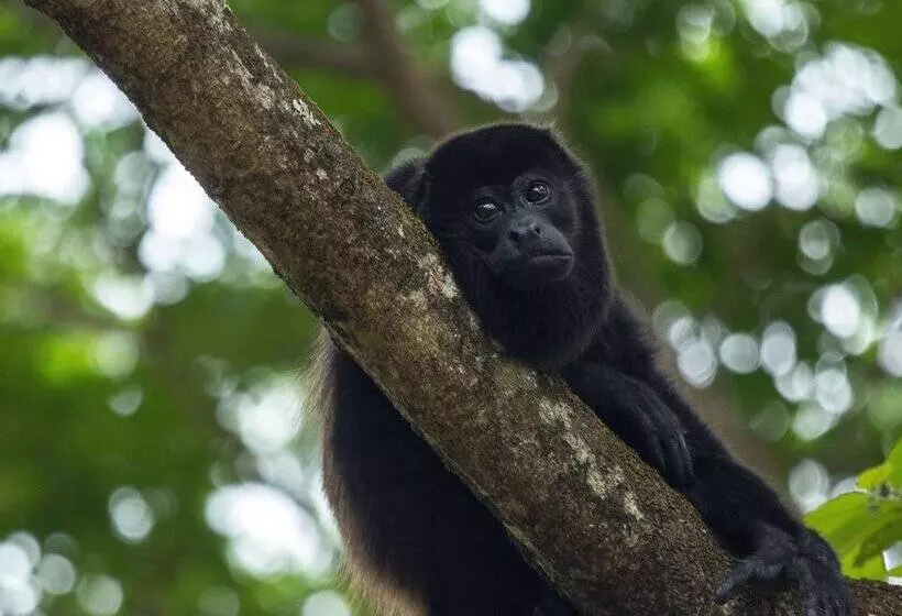Arenas Del Mar Beachfront & Rainforest Resort Member Of The Cayuga Collection