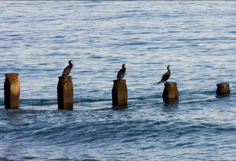 تختخواب و صبحانه Gyves House