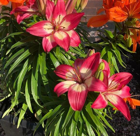 فندق Edendale House