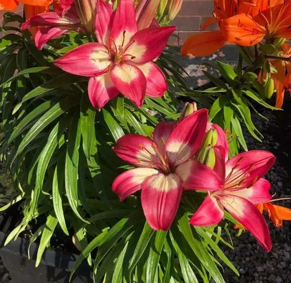 هتل Edendale House