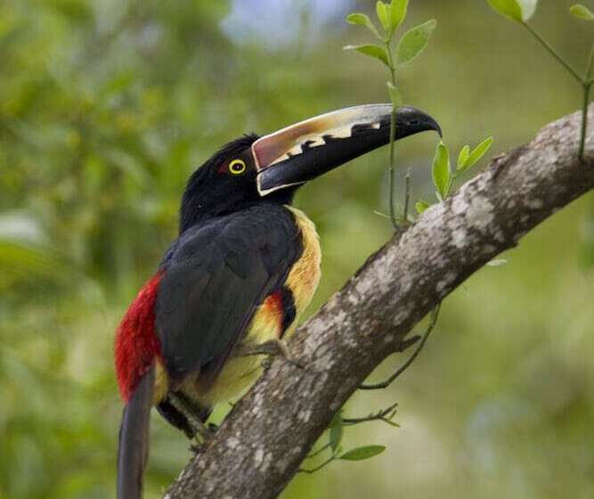 هتل The Lodge At Pico Bonito