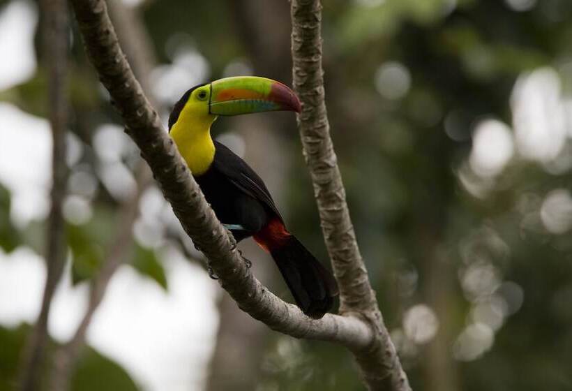 هتل The Lodge At Pico Bonito