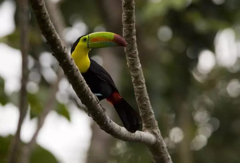 هتل The Lodge At Pico Bonito