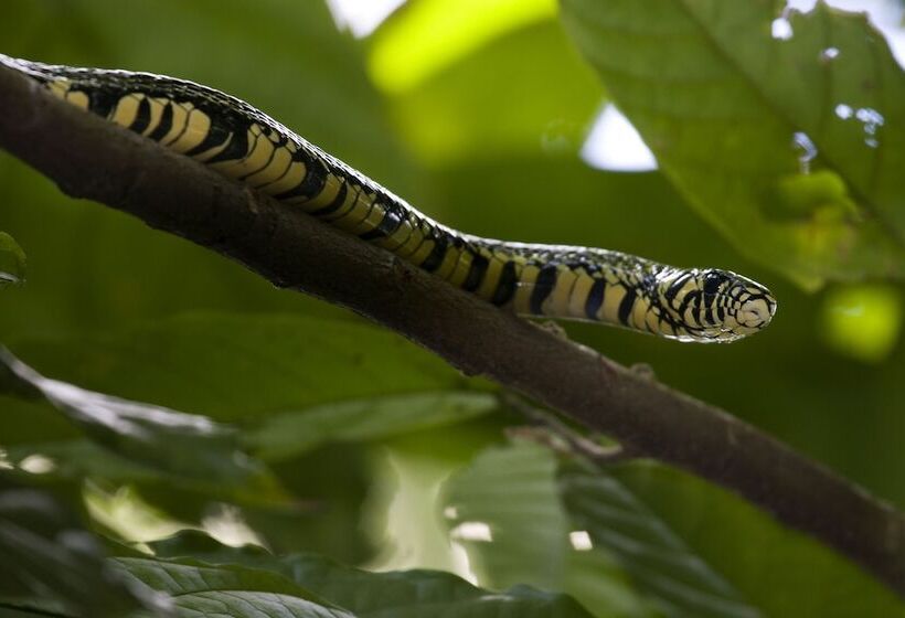 هتل The Lodge At Pico Bonito