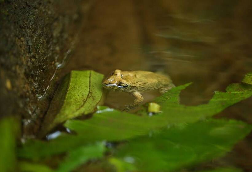 هتل The Lodge At Pico Bonito