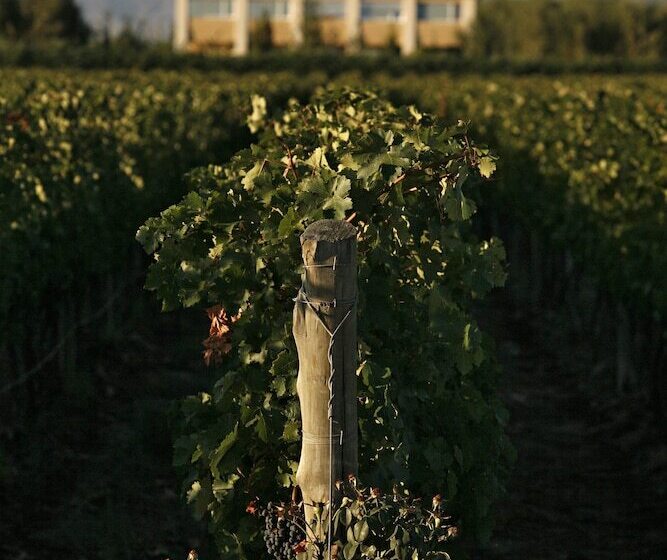 酒店 Estancia Mendoza Wine