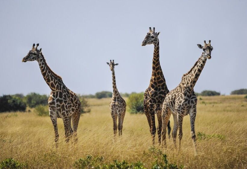 בית מלון כפרי Diamonds Dream Of Africa