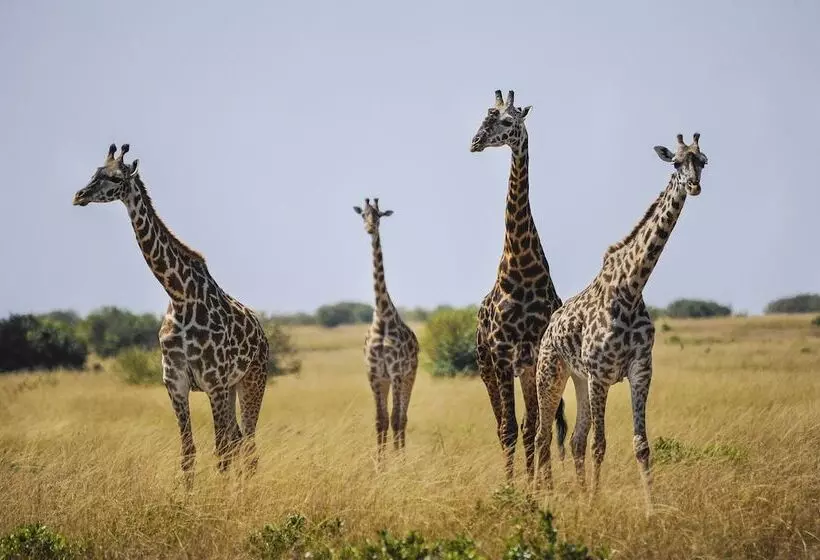 هتل Diamonds Dream Of Africa