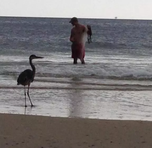 אתר נופש Gulf Shores Plantation