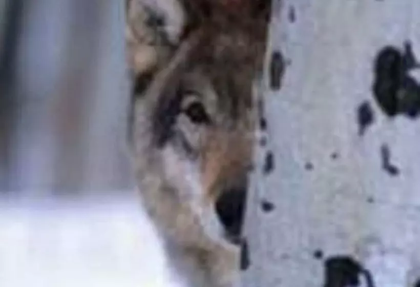 אתר נופש Golden Bear Cottages