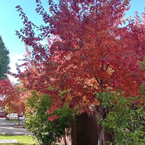 منتجع Golden Bear Cottages