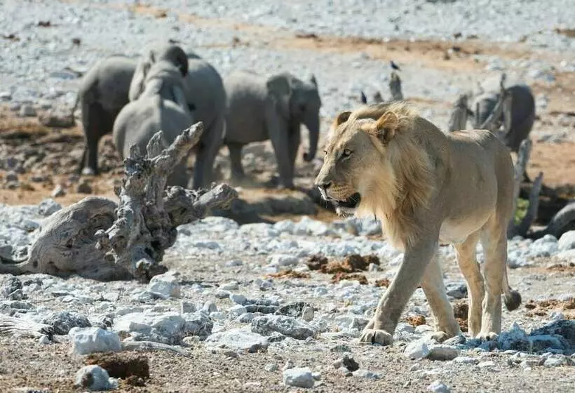 هتل Little Ongava