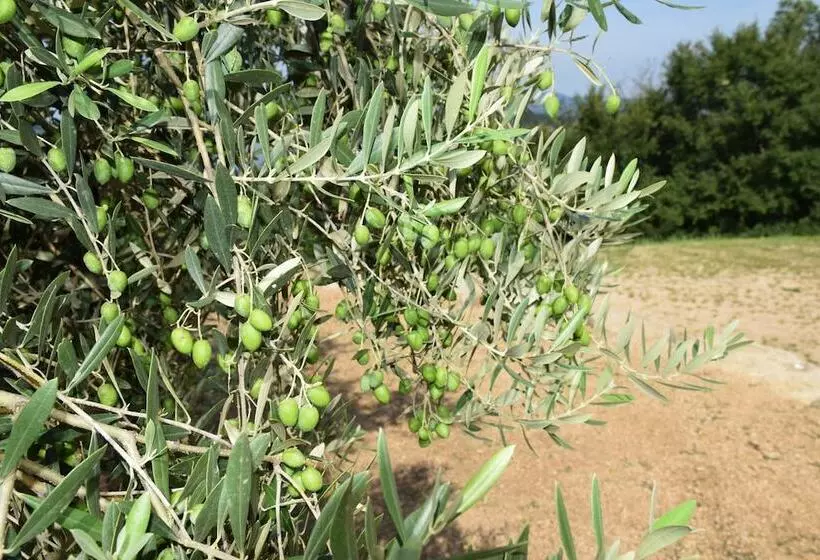 Majatalo Taiyou No Ouchi