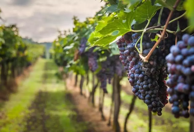 בית מלון כפרי Royal Inn Rockville