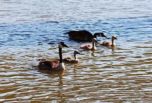 Isola Bella Apartments