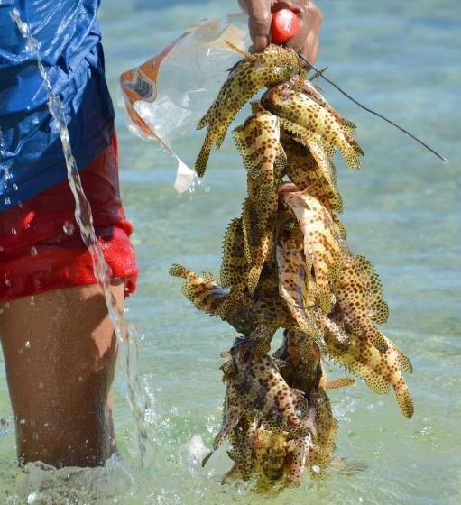 پانسیون Les Terrasses Du Bénitier