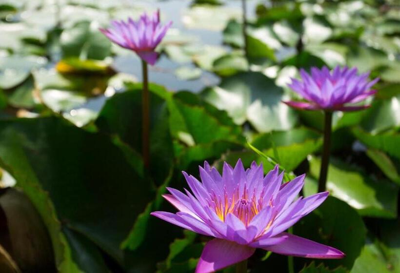 Hotel Karlad Lake View Resort