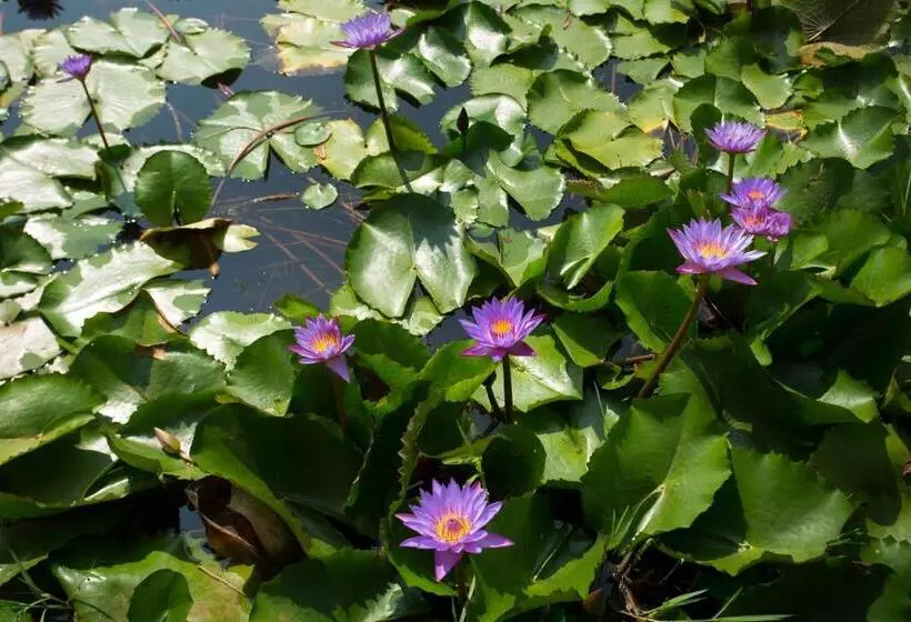 Hotelli Karlad Lake View Resort