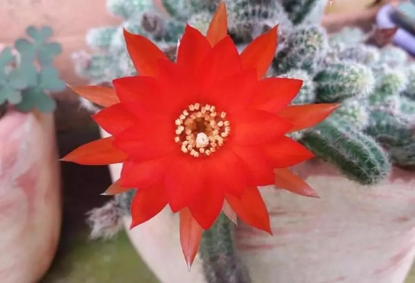 ペンション Pousada Sitio Recreio Em Lumiar
