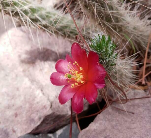 Cabaña Flor De Cardón Juella