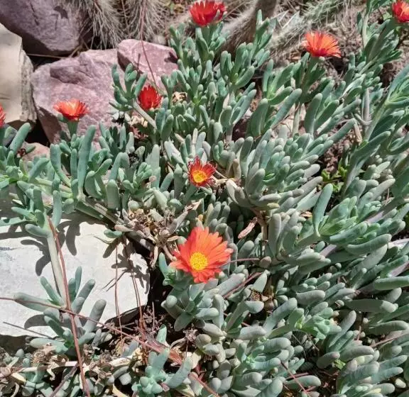 Cabaña Flor De Cardón Juella