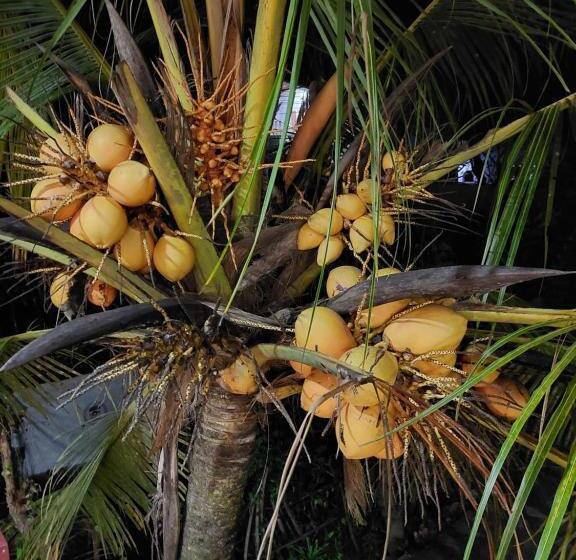 Pension (Hôtel basse catégorie) Pasindu Place