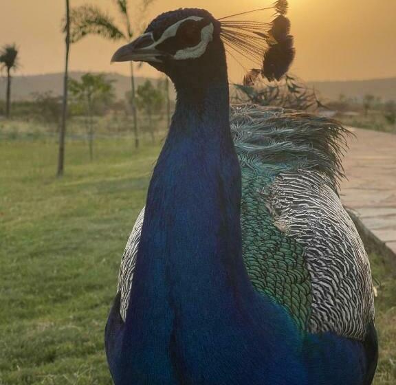 Отель Book Rooms & Villa  Bairagarh Living Farm Stay