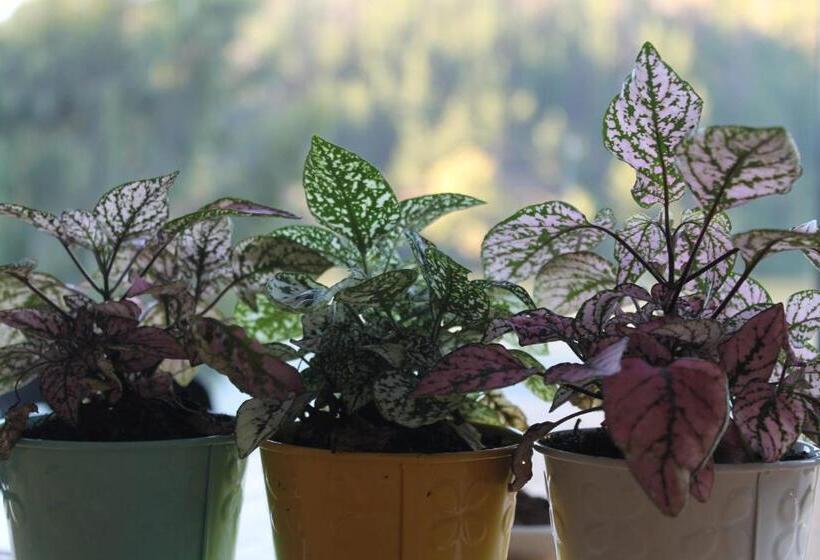 Bancoarena Hotel Refugio Ribera