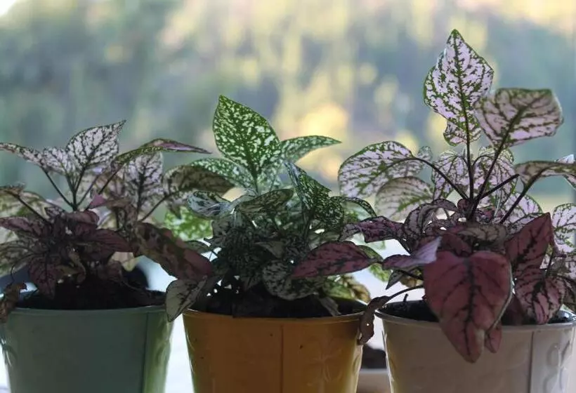 Bancoarena Hotel   Refugio Ribera