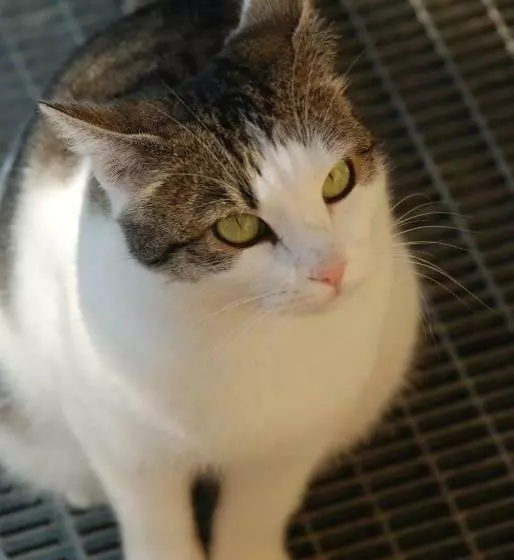 Bed And Breakfast Latteletto