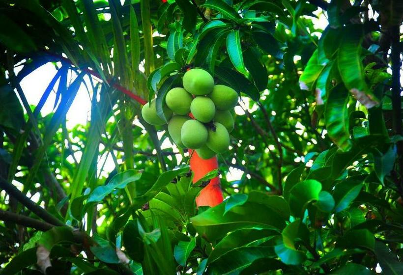 Пансион Senero House