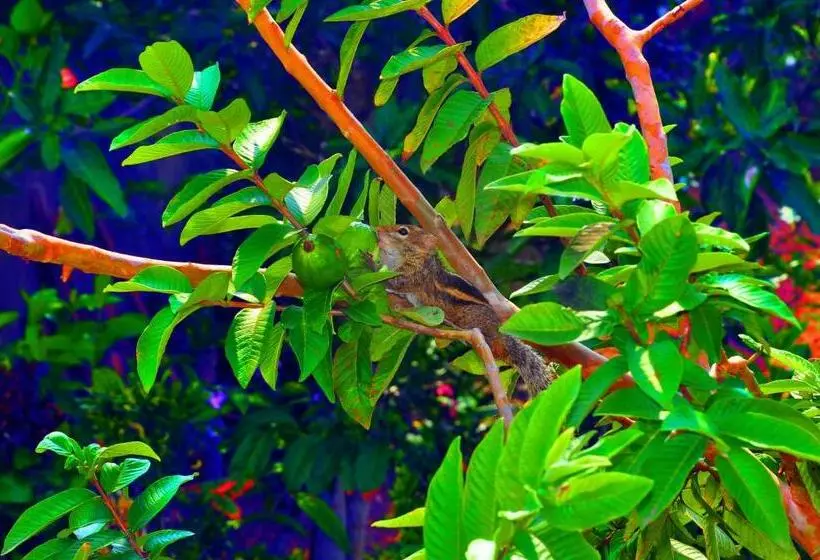 Majatalo Senero House