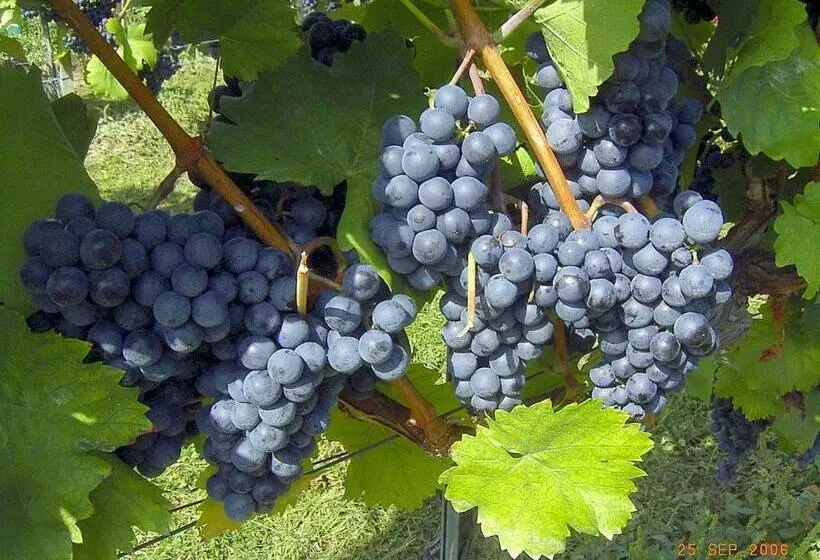 ペンション Zistler S Blaufränkischhof