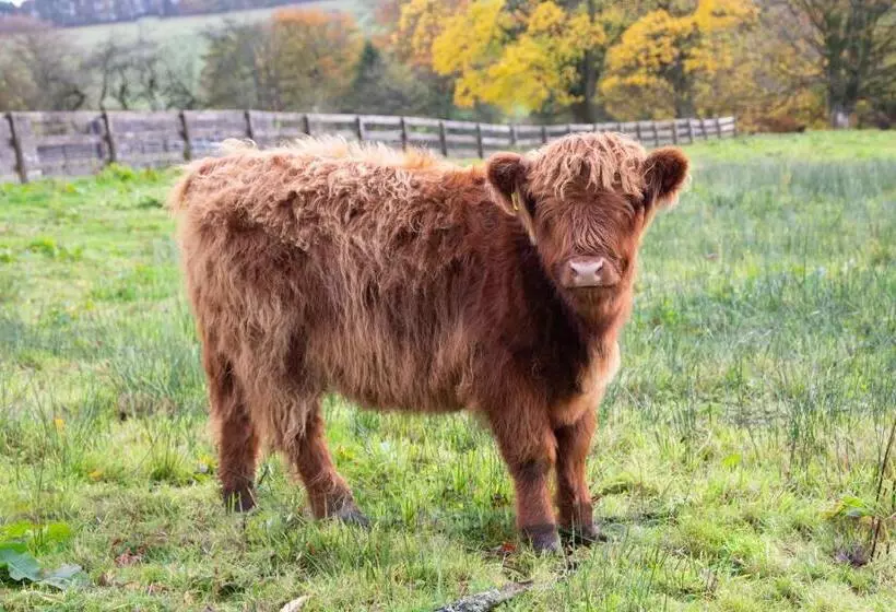 酒店 Balmule House