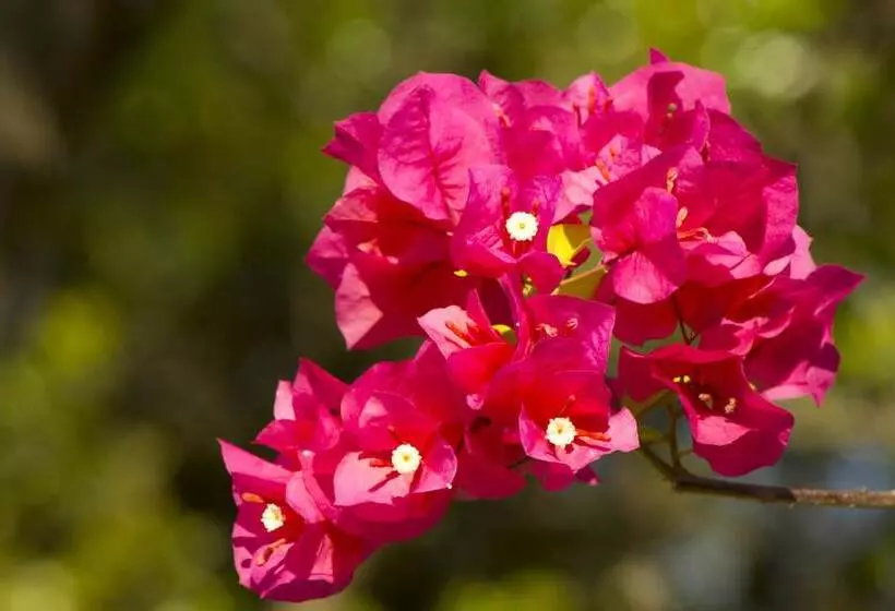 هتل Canon De La Vieja Lodge