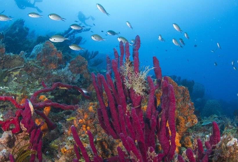 בית מלון כפרי Ti Kaye Resort & Spa