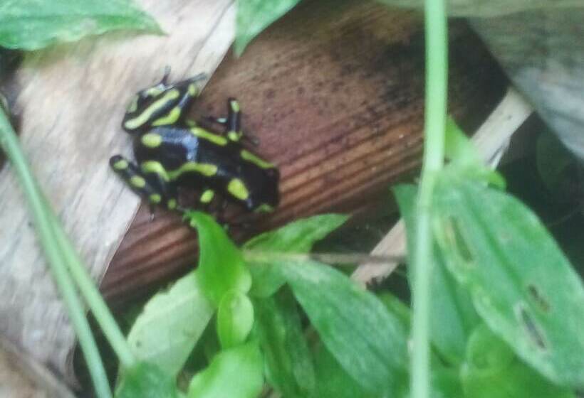 酒店 Hospedaje Casa Cultural Wounaan