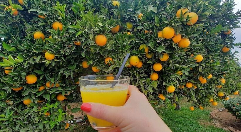 B&b Finca Sueño De Vida