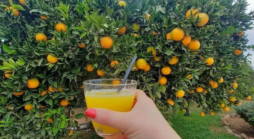 B&b Finca Sueño De Vida