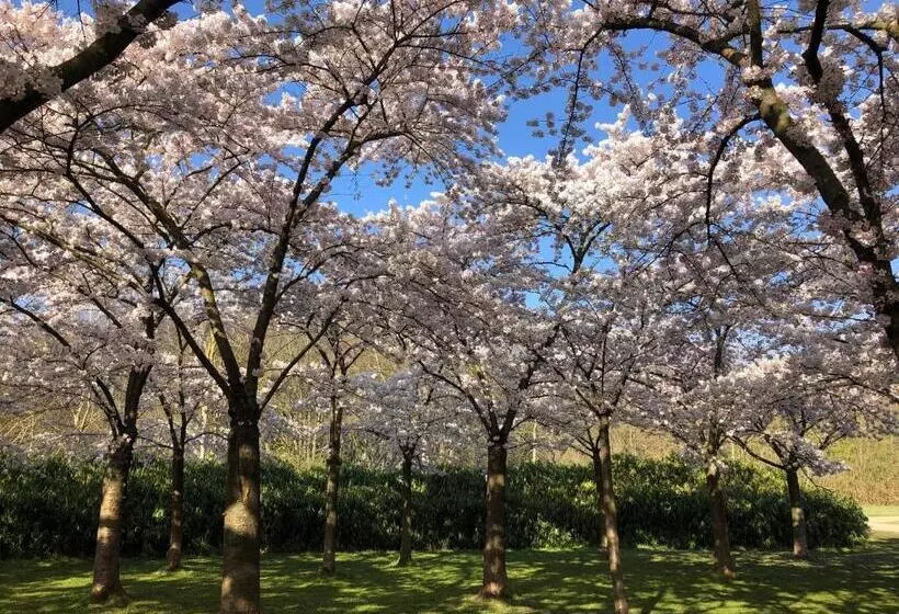 B&b In De Schulp   Luxe Studio & Parking