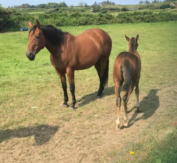 Bed and Breakfast Lahinch View