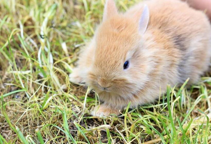 住宿加早餐 Domaine Des Lilas