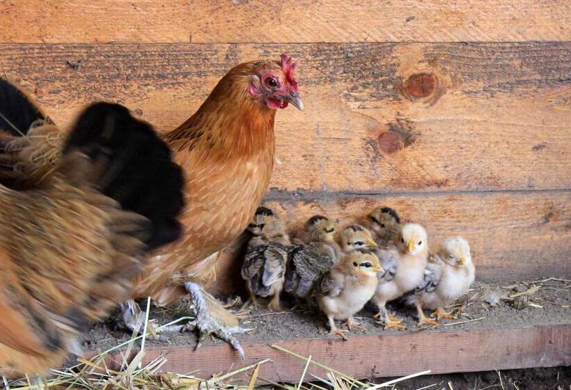 住宿加早餐 Domaine Des Lilas