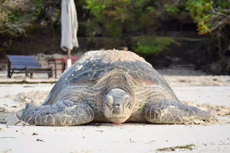 هتل Chale Island Resort