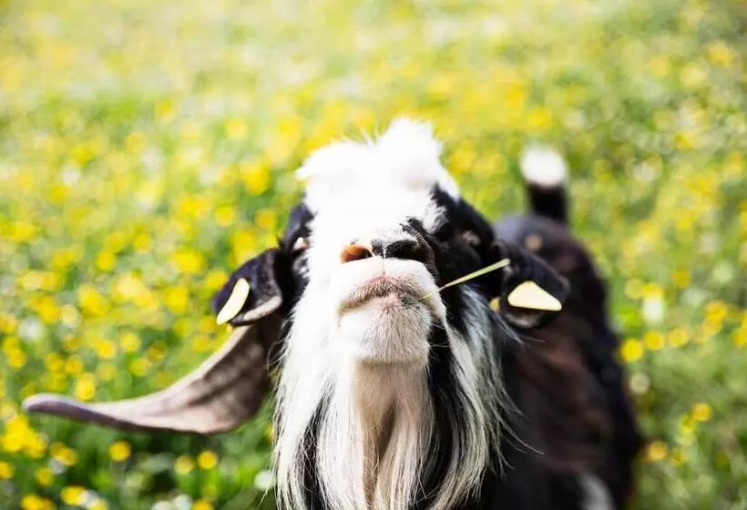 Al Segnavento   Fiori&frutti