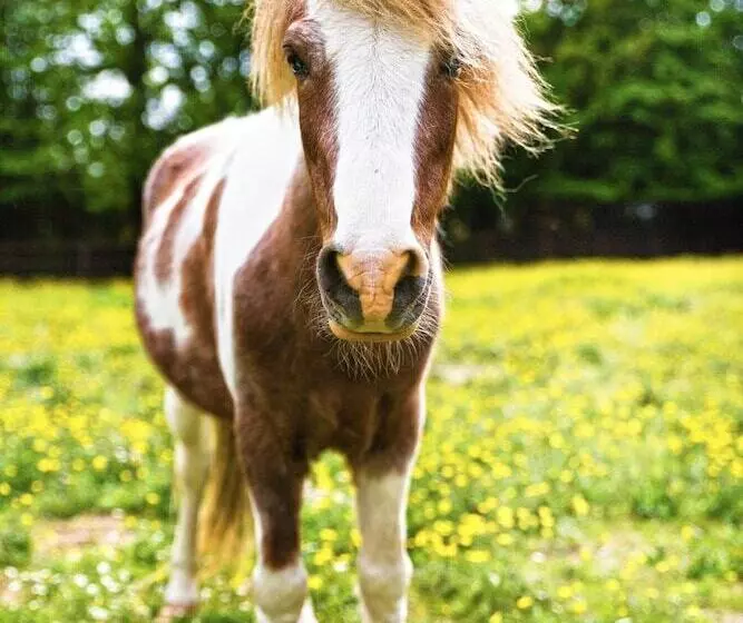 Al Segnavento   Fiori&frutti