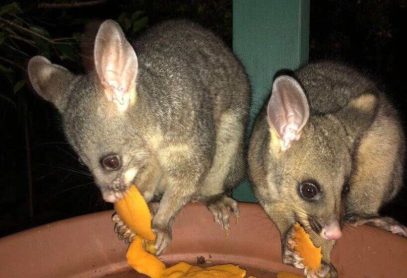 בית מלון כפרי Wanderers Retreat Port Stephens